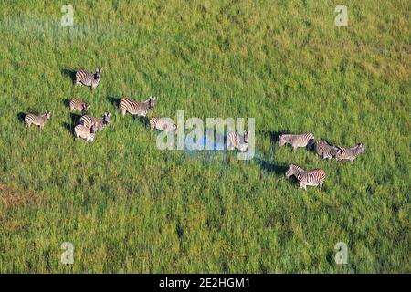 Luftaufnahme von Burchells Zebras (Equus burchellii), die im Okavango Delta, Botswana, Afrika grasen. Stockfoto