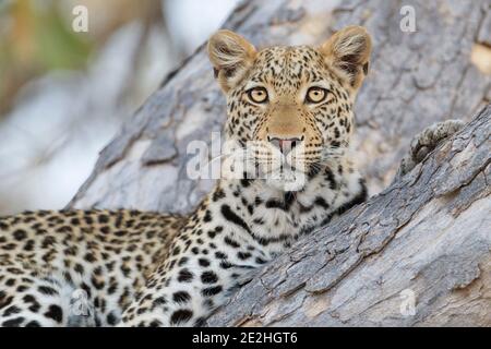 Leopard (Panthera pardus) im Baumporträt. Okavango Delta, Botswana, Afrika Stockfoto