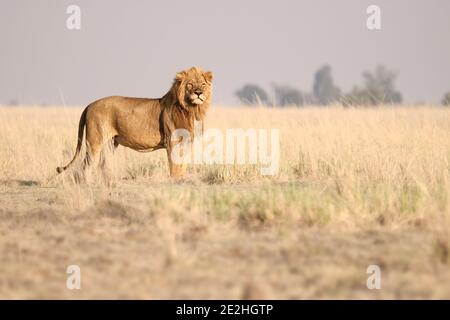 Löwe, Panthera leo, Porträt, Patrouille auf der afrikanischen Savanne. Verschwommener Hintergrund Chobe-Nationalpark, Botsuana, Afrika. Stockfoto