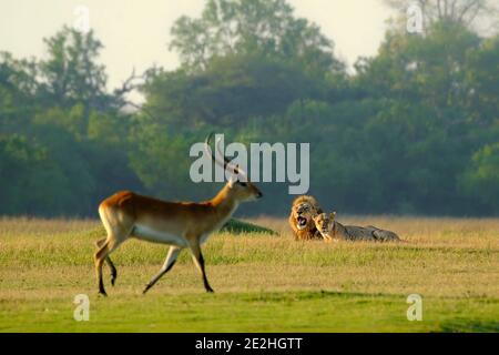 Ein Paar Löwen, Panthera leo, beobachten einen vorbeiziehenden Lechwe, Kobus leche, im Okavango Delta, Botswana, Afrika. Stockfoto