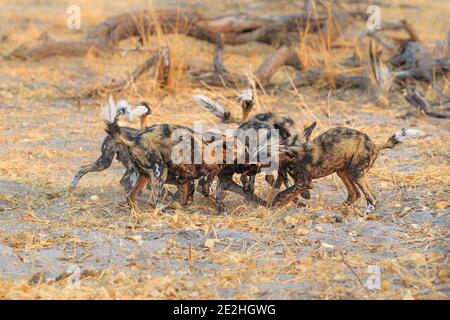 African Wild Dog Welpen (Lycaon pictus) kämpfen um ein Stück Fleisch. Okavango Delta, Botswana, Afrika. Stockfoto