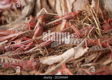 Heuschrecken, die sich von Eukalyptus ernähren - Wüstenheuschrecke Stockfoto