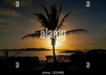 Palmenbaum wurde vor dem Sonnenuntergang über Hamilton Harbour, Bermuda, silhouettiert. Stockfoto