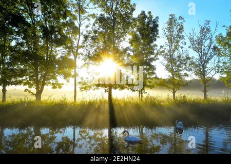 Schwäne schwimmen auf dem Grand Union Canal in Aylestone in Leicester während eines nebligen Morgenaufgangs Stockfoto