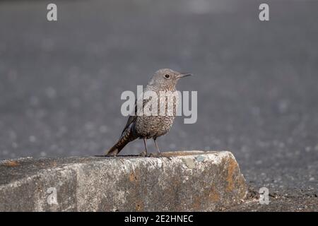 Weibliche blaue Steindrossel (Monticola solitarius), Stadt Isehara, Präfektur Kanagawa, Japan Stockfoto