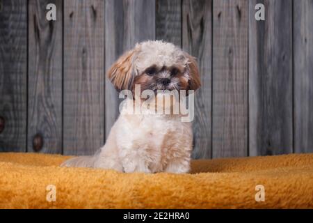 Shih-Tzu und Cockerpoo Portrait Stockfoto