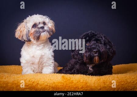 Shih-Tzu und Cockerpoo Portrait Stockfoto