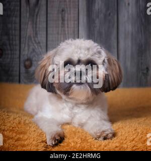 Shih-Tzu und Cockerpoo Portrait Stockfoto