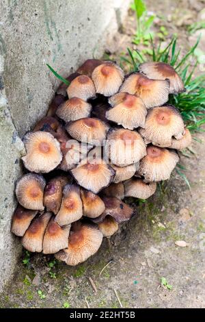 Fruchtkörper von glitzernden Inkcap-Pilzen (Coprinellus micaceus) In der Nähe der Betonwand Stockfoto