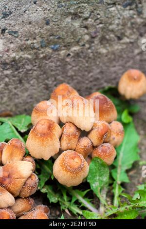 Junge Frucht Körper von glitzernden Inkcap Pilz (Coprinellus micaceus) in der Nähe von Beton Wand Stockfoto