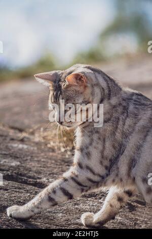 Junge männliche Bengalkatze, die draußen spielt und seine Pfote auf Insekt legt Stockfoto