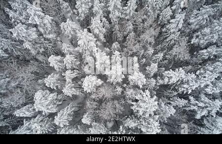 Bedeckt mit schwerem Schnee Kiefernwald über oben Drohne Ansicht Stockfoto