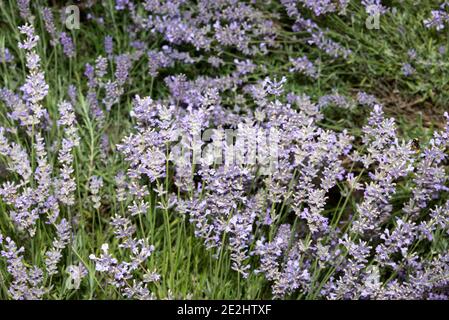 Englischer Lavendel (Lavandula angustifolia) Stockfoto