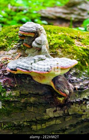Gebänderter Polypore (Fomitopsis pinicola oder Rotgurtkonk) Auf gefallen Kiefernstamm Stockfoto