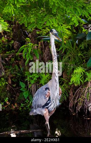 Ein großer blauer Reiher waselt durch die schattenbedeckten Untiefen auf der Suche nach seiner nächsten Mahlzeit. Stockfoto