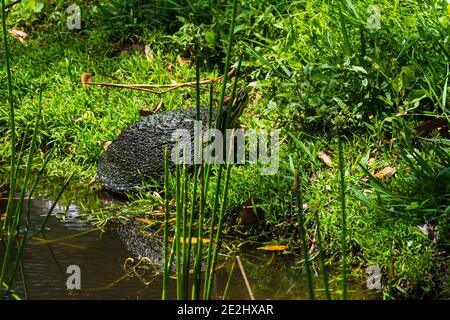 Eine Schildkröte kriecht von einem Teich zum hohen Gras In der Nähe Stockfoto