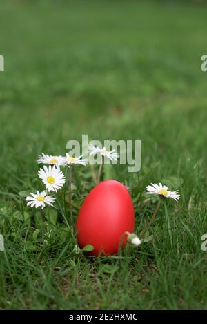 Rote Easter Hühnereier in einem grünen Gras zwischen Gänseblümchen - Osterjagd Stockfoto