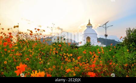 Atemberaubende Goldene Stunde bei der World Peace Pagode in Pokhara, Nepal. Wunderschöne orange Blumen blühen im Vorland, atemberaubende weiße Welt Frieden Pagode in Stockfoto