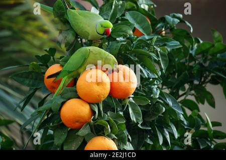 Zwei grüne Papageien auf einem Orangenbaum Stockfoto