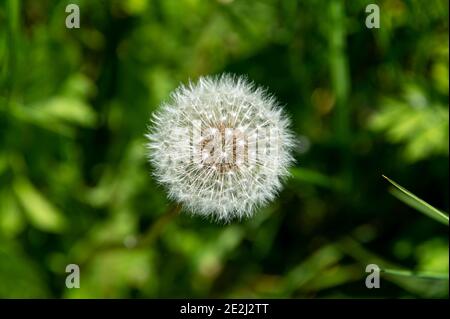 Nahaufnahme eines Löwenzahns (Taraxacum officinale) mit weichem grünem Hintergrund. Von oben fotografiert. Stockfoto