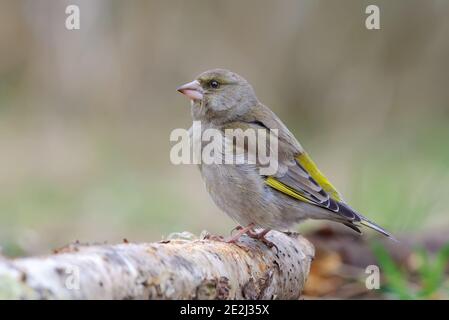 Weiblicher europäischer Grünfink (Chloris chloris) Sitzt auf einem alten Birkenstock mit süßem Licht in Anfang Frühjahr Stockfoto