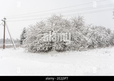 Bäume mit Schnee bedeckt und eine Stange mit Stromleitungen Auf einer Landstraße im Dorf Stockfoto