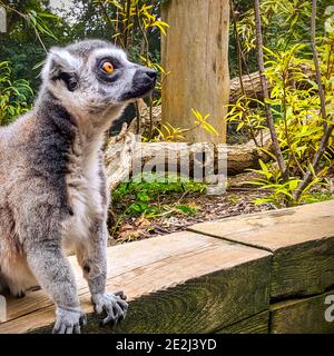 Ein Ringschwanz-Lemur, Lemur catta, sitzt in einem Gehege im ZSL London Zoo. Dies ist ein Strepsirrhin-Primat. Stockfoto