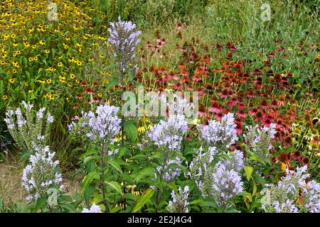 Spätsommergrenze Scutellaria Incana Skullcap Sommerwiese Landschaft Stockfoto
