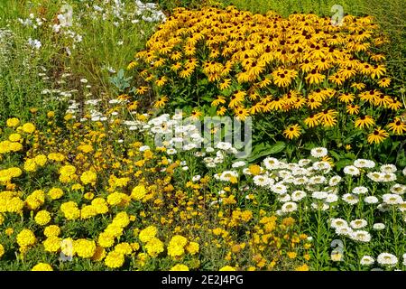 Spätsommergarten bunte Grenze Rudbeckia Goldsturm Gelb weißes Bett Stockfoto