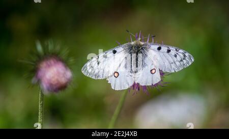 Apollo Schmetterling, Tour du Queyras, Queyras, Französische Alpen, Frankreich Stockfoto