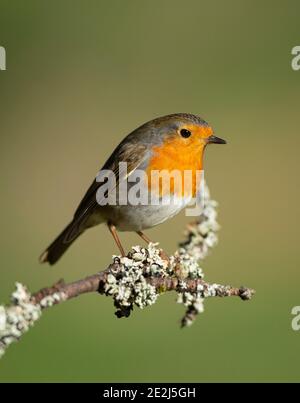 Ein erwachsener Europäischer Robin (Erithacus rubecula) Auf einem Zweig mit Lichen auf einem verschwommenen grünen Hintergrund Stockfoto