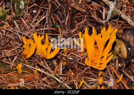 Gelber Gelee Antler Pilz 'Calocera viscosa', Stagshorn, Longleat Woods, Wiltshire, UK Stockfoto