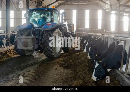 Timoleague, West Cork, Irland. Januar 2021. Charlie Dinneen, der Sohn des Timoleague Milchbauern John Dinneen, bringt Silage in Schuppen, in denen Kühe über den Winter untergebracht sind. Quelle: AG News/Alamy Live News Stockfoto