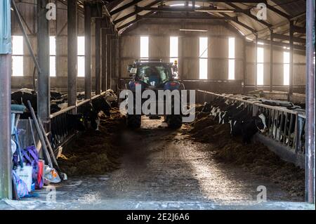 Timoleague, West Cork, Irland. Januar 2021. Charlie Dinneen, der Sohn des Timoleague Milchbauern John Dinneen, bringt Silage in Schuppen, in denen Kühe über den Winter untergebracht sind. Quelle: AG News/Alamy Live News Stockfoto