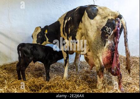 Timoleague, West Cork, Irland. Januar 2021. Ein kürzlich geborenes Kalb wird mit Mama im Kinderzimmer des Timoleague Milchbauern John Dinneen abgebildet. Quelle: AG News/Alamy Live News Stockfoto