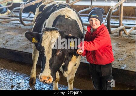 Timoleague, West Cork, Irland. 14. Januar 2021. Der zehnjährige Pat Dinneen wird mit seiner Tierkuh Sue auf der Milchfarm seines Vaters John Dinneen abgebildet. Quelle: AG News/Alamy Live News Stockfoto