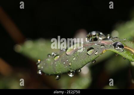 Nahaufnahme von Wassertropfen auf Blättern Stockfoto