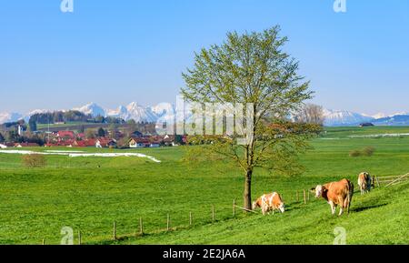 Gefleckte Rinder auf Frische und saftige Wiese in bayerische Landschaft. Stockfoto