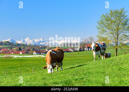 Gefleckte Rinder auf Frische und saftige Wiese in bayerische Landschaft. Stockfoto