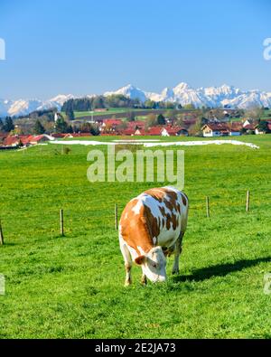 Gefleckte Rinder auf Frische und saftige Wiese in bayerische Landschaft. Stockfoto