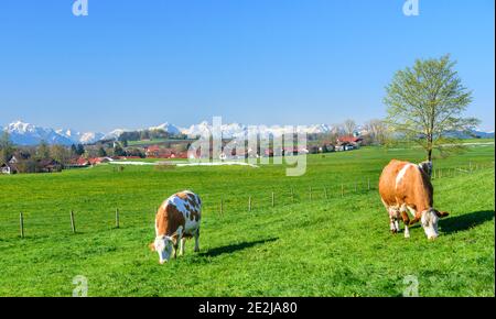 Gefleckte Rinder auf Frische und saftige Wiese in bayerische Landschaft. Stockfoto