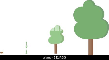 Vier Stufen des Baumes, der von ceed zu großem Baum in Vektor gemacht wird. Umweltfreundliches Konzept. Stock Vektor