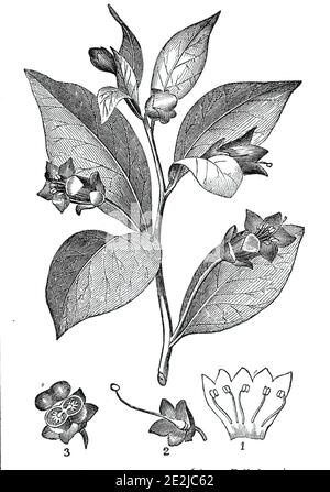 Der tödliche Nachtschatten - (Atropa belladonna), 1844. 'Die Pflanze Atropa Belladonna, Deadly Nightshade, oder dwale, ist nicht selten in Hecken und Dickicht in diesem Land gefunden. Das ganze ist von einer hellgrünen Farbe, ausgenommen die Blüten, die von einem großen und schmuddelig-bräunlichen Purpur sind; und die Beeren, die von den reichen tiefen schwarzen oder schwarzen Kirschen sind. Der Geruch der ganzen Pflanze ist übel und bedrückend, als wollte er uns vor ihrer giftigen Natur warnen: Die Beeren sind von ihrer Ähnlichkeit mit Kirschen oft von Kindern gegessen worden, mit fatalen Folgen. Die aktive Eigenschaft der Blätter und r Stockfoto