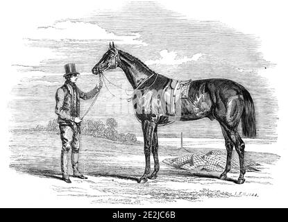 Foigh-a-Ballagh, der Gewinner des Großen St. Leger und Großherzog Michael Stakes, gezogen von Herring, 1844. Das Rennpferd Faugh-a-Ballagh war das erste in Irland gezüchtete Pferd, das die St Leger Stakes bei Doncaster gewann. "Er ist Eigentum von Herrn Irwin, der ihn im Juli 1842 von Herrn G. Knox aus Brownstown House, Kildare, kaufte, von dem er gezüchtet wurde. Er ist ein braunes Pferd von feinem Temperament und gutem Mut... er steht fünfzehn Hände dreieinhalb Zoll hoch; er hat einen guten Kopf, gut auf einen leichten Hals gesetzt; seine Schultern liegen gut zurück; sein Rücken ist gerade, mit gewölbten Lenden und langen Vierteln, der Schwanz ist hoch Stockfoto