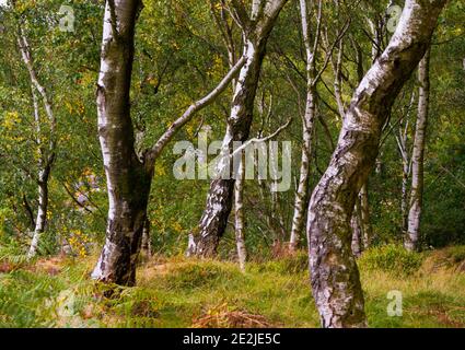 Silber Birke betula pendula Bäume wächst auf Froggatt Edge in The Peak District National Park Derbyshire England Großbritannien Stockfoto