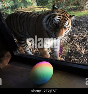 „Cats and Balls“, „Sibirischer Tiger“, „Tiger, der zum Spielen kam“, „Simply Interessed“, „CAN I have my Ball back“, „Cats at Play“, „Port Lympne Kent“ Stockfoto