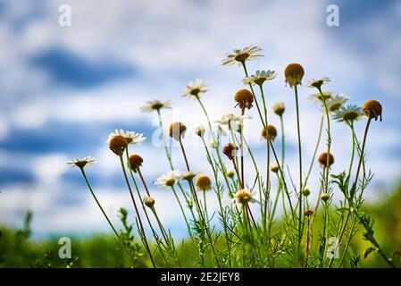 Kamillen Blumen Nahaufnahme. Blütenfeld an einem Sommertag Stockfoto