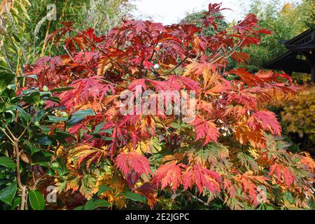 Acer japonicum 'Aconitifolium' - Vollmond-Ahorn - Four Seasons Garden, Walsall, West Midlands, Oktober Stockfoto