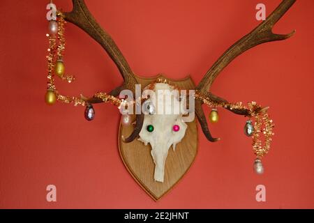 Hirschgeweih mit weihnachtlichen Dekorationen. Gegen eine rote Wand. Stockfoto