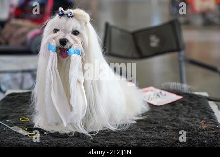 Kleine weiße Shih Tzu-Hündin, die auf dem Tisch sitzt, vor dem Hundewettbewerb gepflegt wird, glitzernde Schleifen in ihren Haaren und Bänder um den Mund Stockfoto